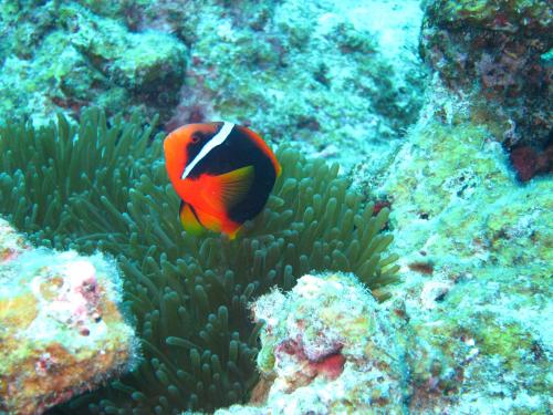 ハマクマノミ。