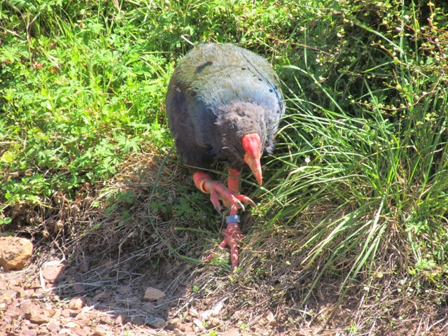 ティリティリマタンギ島のタカヘ Nz Journeyさんの旅行ブログ トラベルコ