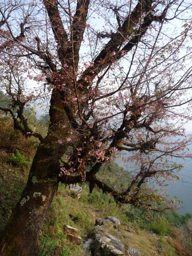 Ｇｈｏｒｅｐａｎｉ ３-５