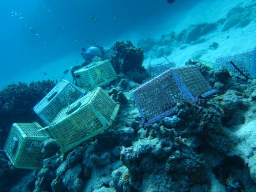 珊瑚の植え付け