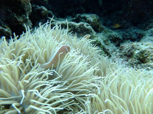 ハナビラクマノミ