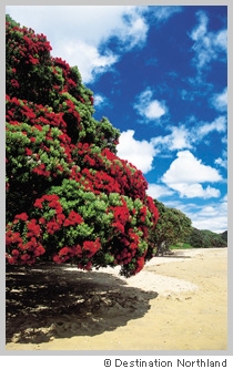 真っ赤なおはなの?! クリスマスツリー