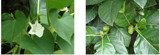 モーレア・パール・リゾート&スパ