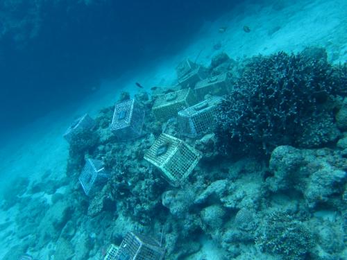 サンゴの成長観察