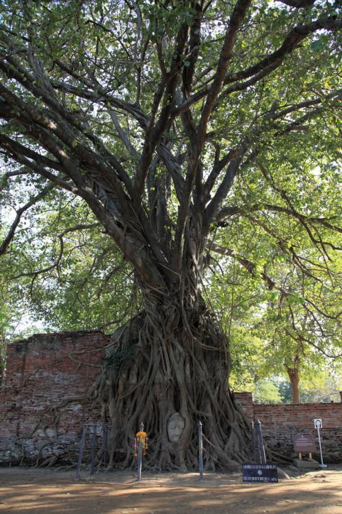 ワットマハタート２