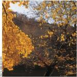 ビロゴラの観光コース