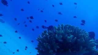 サイパンダイビング