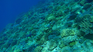 サイパンダイビング