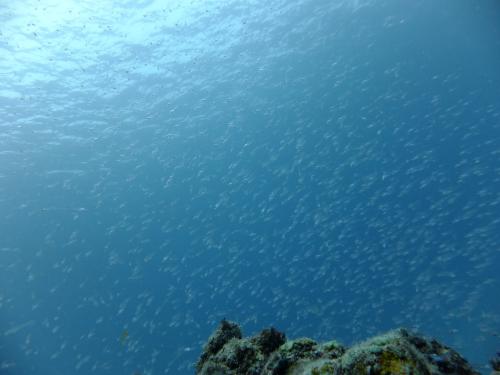 スカシテンジクダイ