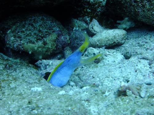 ハナヒゲウツボ