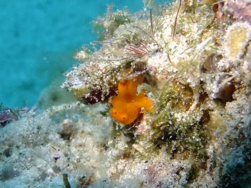 カエルアンコウ