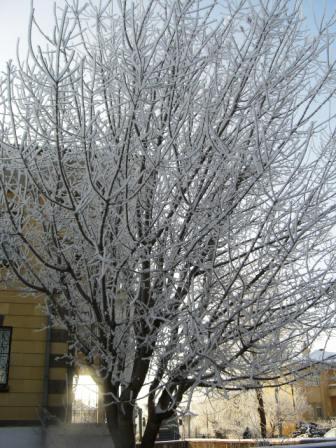 樹氷１
