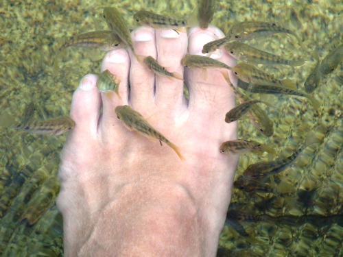 ドクターフィッシュ