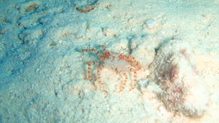 サイパンダイビング