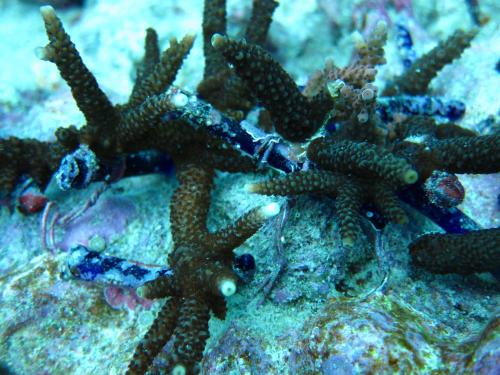 愛しのベイビー