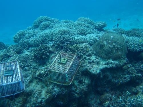 サンゴを守るたい