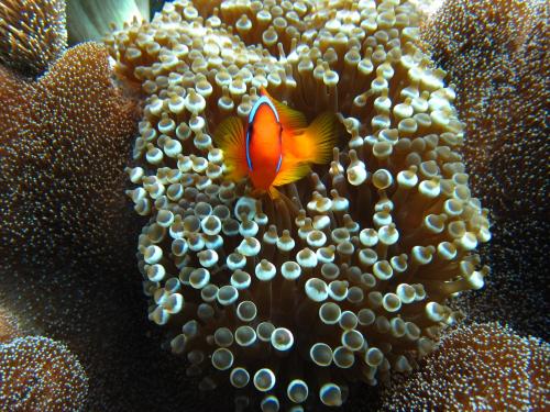 ハマクマノミでございます。