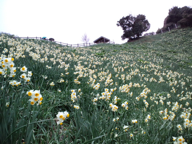 季節の花を愛でる旅 南淡路 灘黒岩水仙郷 チャネルツアーさんの旅行ブログ トラベルコ