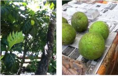 タヒチのパン ウル