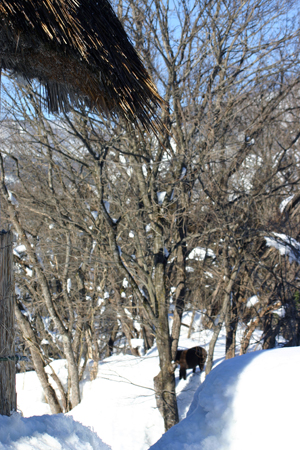 近くに行ってみる〜！？