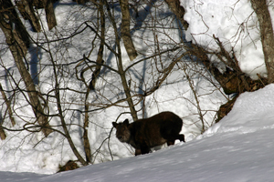 野生のカモシカ君発見