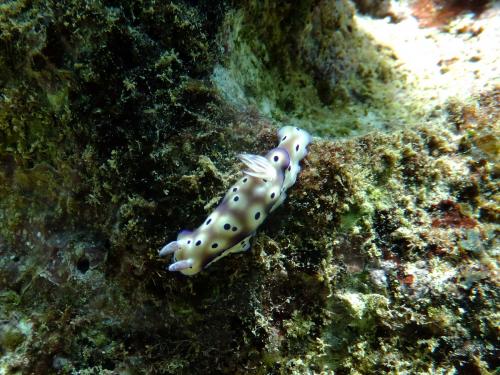 ウミウシの季節