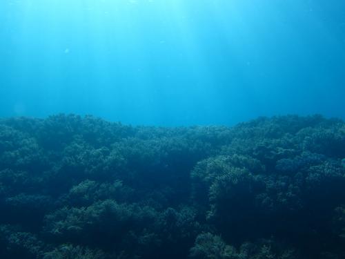 ソフトコーラル