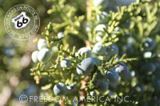 シーダーシード