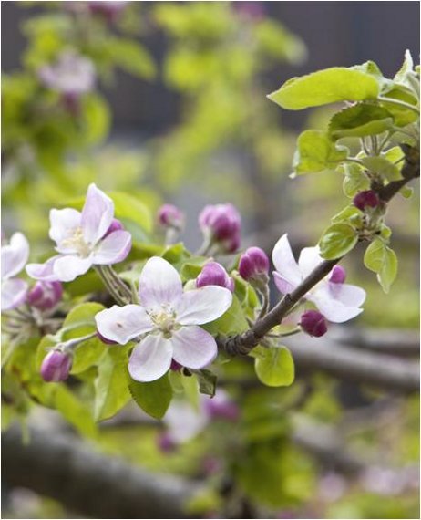 春の観光キャンペーン「信州花三昧」4