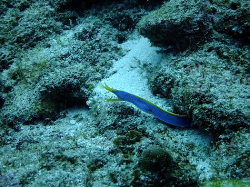 カラフルウツボ-参上