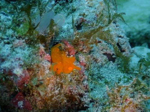 すくすく育ってます