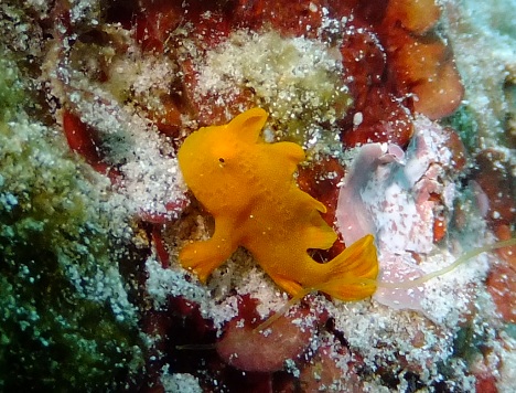 イロカエルアンコウ