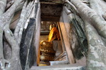 菩提樹の中にある仏像