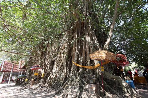 木の中に本堂がある