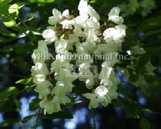 第23回 アカシア祭り