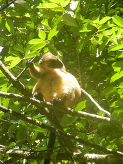 背中をかいているところ