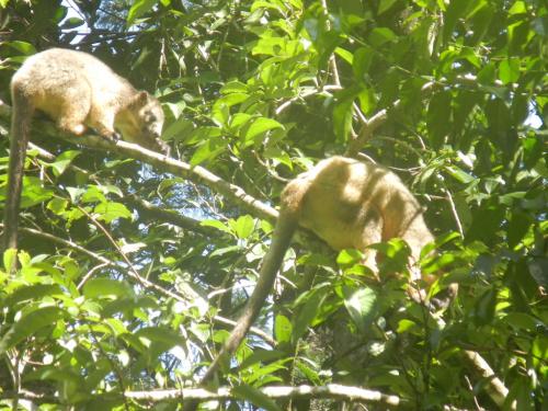 お母さんと子供が食べ物を探しています