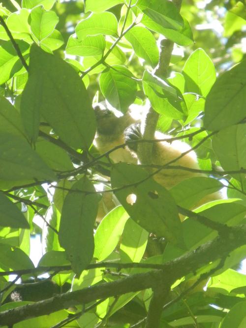幼児のカンガルーがお食事中