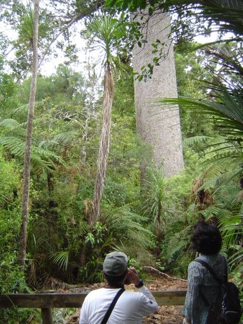 ネイテブ、カオリ