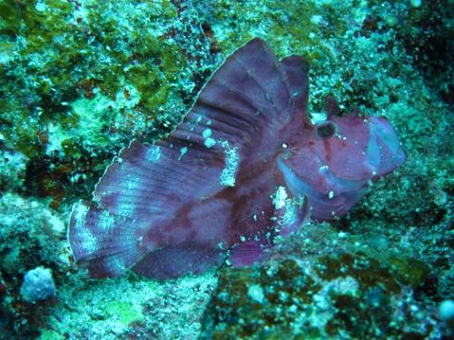 ピンクのハダカハオコゼ