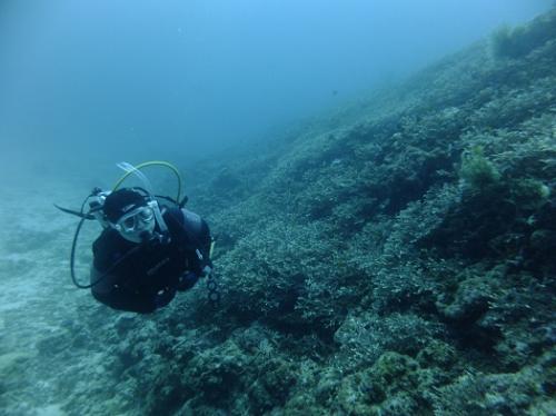 野崎サンゴポイント