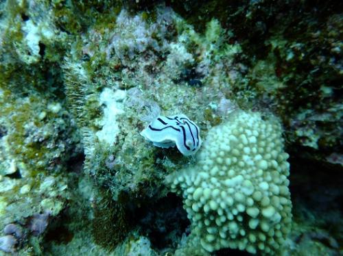 ミゾレウミウシ