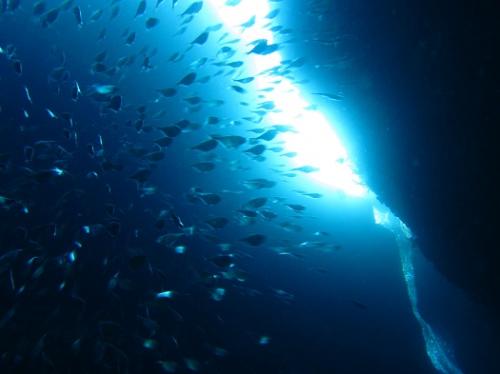 リュウキュウハタンポ