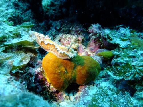 もんじゃウミウシ