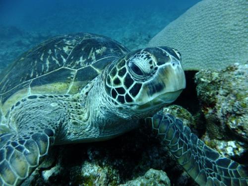 カメちゃんです