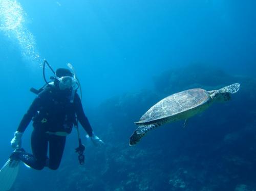 ウミガメと泳ぐ