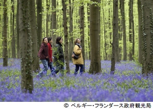 ブルーベル咲き乱れるハルの森2