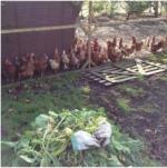 オーガニックファーム