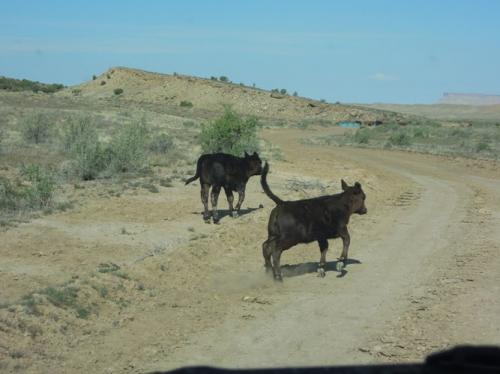 放牧地を抜けていく
