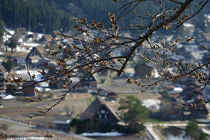 4月19日 白川郷天守閣展望台 サクラの